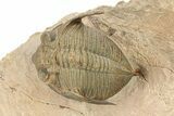 Bumpy Zlichovaspis Trilobite - Lghaft, Morocco #282807-1